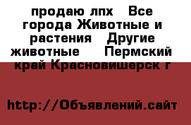 продаю лпх - Все города Животные и растения » Другие животные   . Пермский край,Красновишерск г.